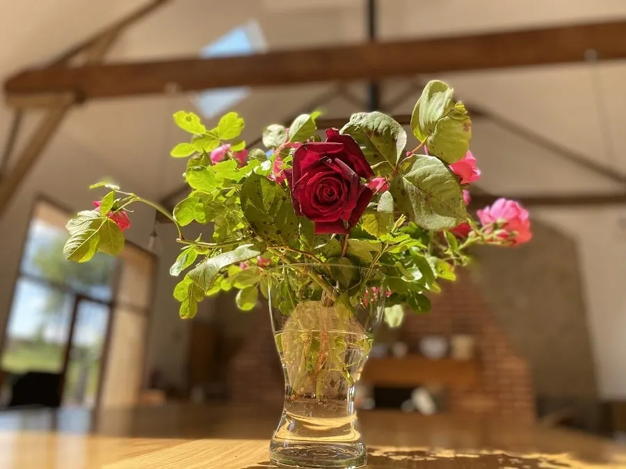 Roses in the Gite. Yoga retreats in southern France