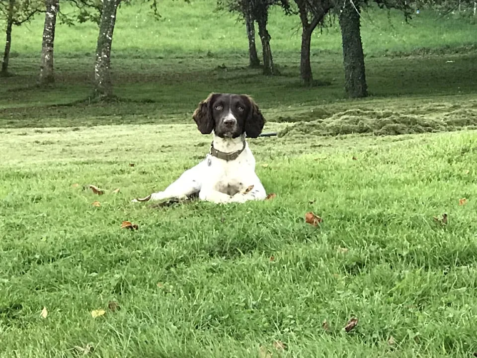 Gite a louer en famille avec Chien a Noel.  Comme toutes les tendances, nous sommes des fléchettes et des flèches. no saisie