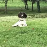 Dog friendly gites France. Your holiday cottage in France for your family holiday
