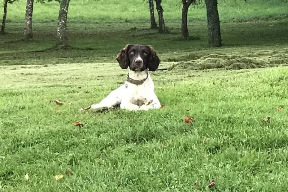 Dog friendly gites France. Your holiday cottage in France for your family holiday