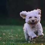 dog friendly holidays france
