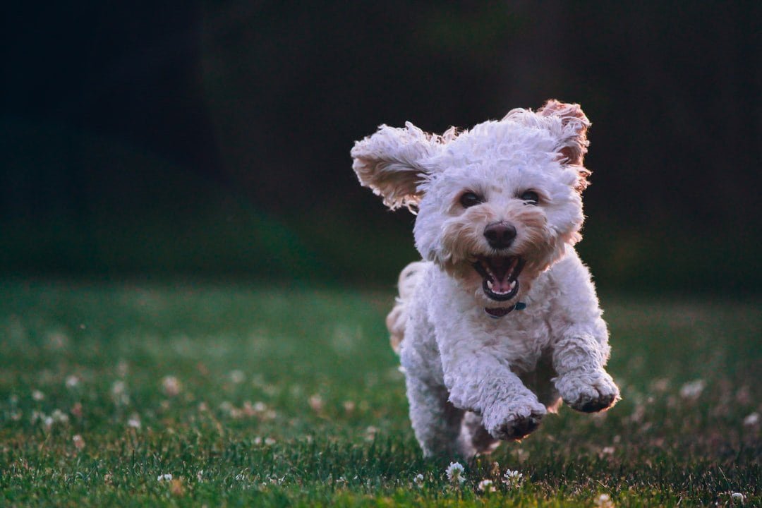 luxury-dog-friendly-villas-in-france-with-private-pool-for-families