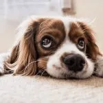 Dog Friendly Holidays France Dog Friendly Holidays France
