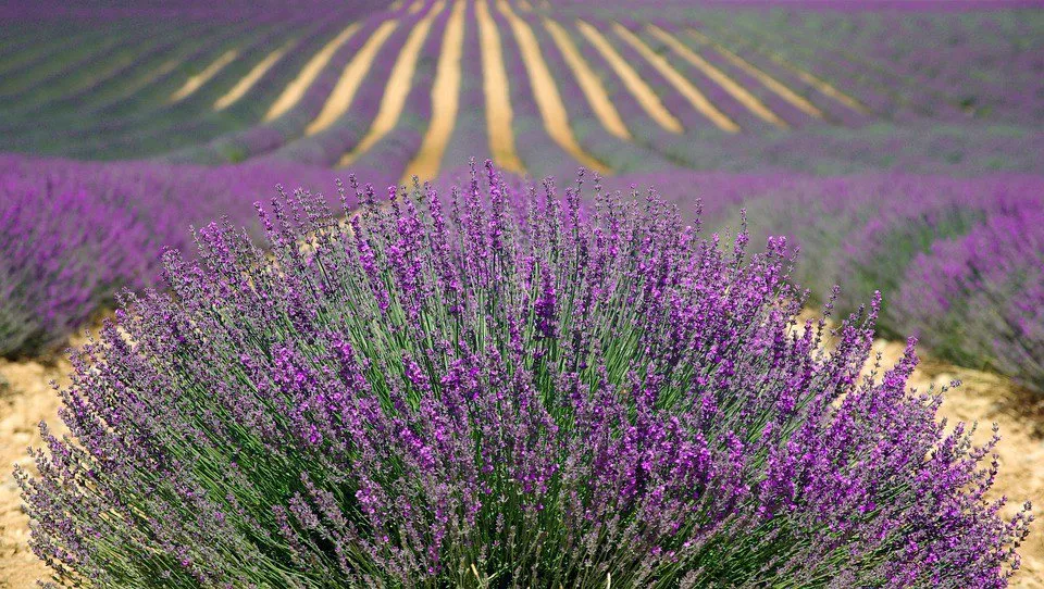 learn French at this intensive language holiday. Learn the language in France