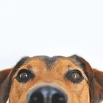 Pet friendly villas France