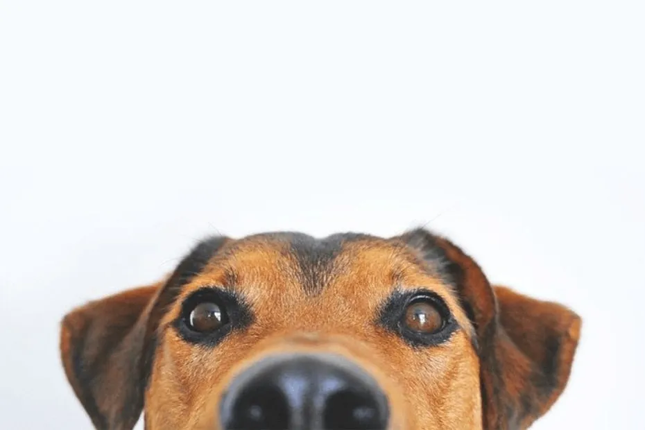 Pet friendly villas France