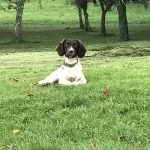 Dog holiday