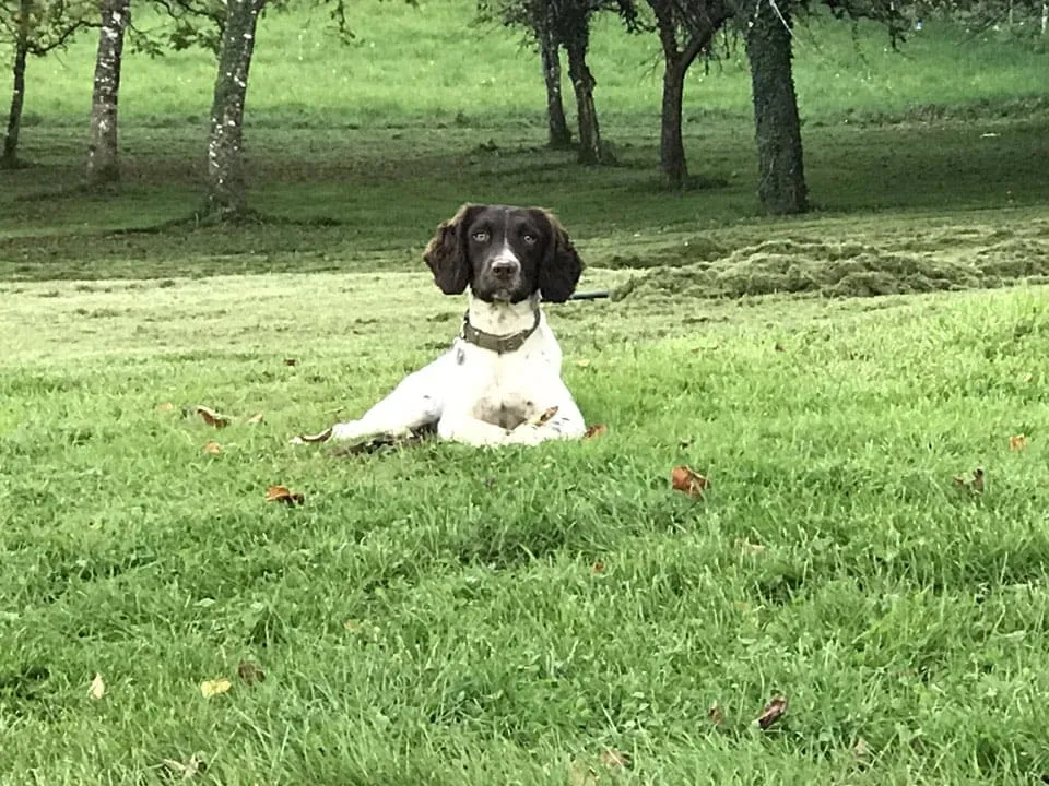 Dog holiday