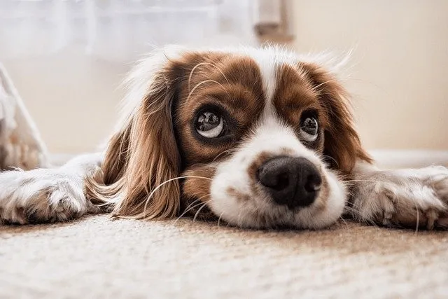 cocker spaniel, puppy, pet