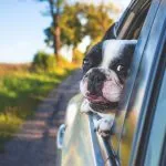 Dog friendly villas in France with private pool