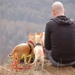 Travelling abroad with a dog