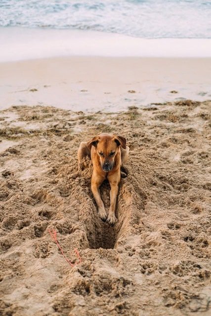 dog friendly beaches not east devon