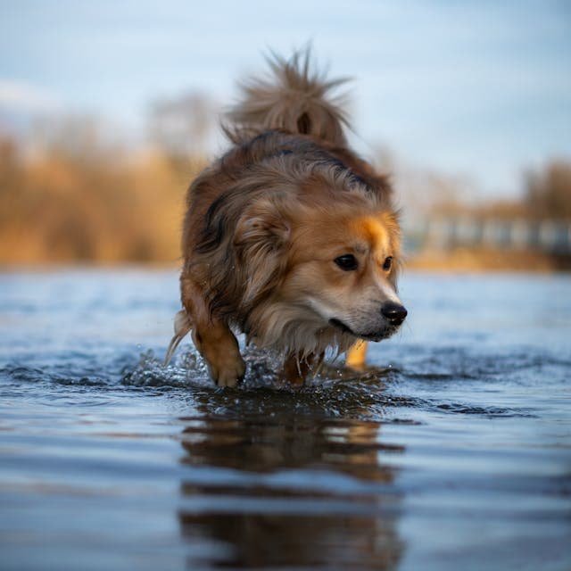 dog friendly lodges, beach, dogs, countryside, log cabin, friendly cottages with hot, beach, countryside