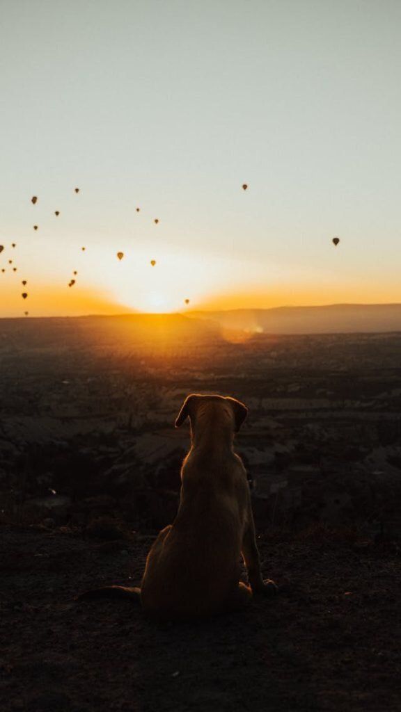 Dog friendly holiday cottages, north wales, UK, friendly cottages with hot, golden beaches, dog friendly beach, national park, pet friendly, lodges with hot tubs, tranquil village, historic city, holiday parks