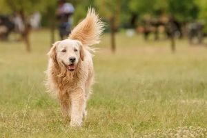 Dog friendly family holidays in France
