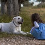 Dog holidays for family