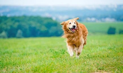 Family holidays with dog