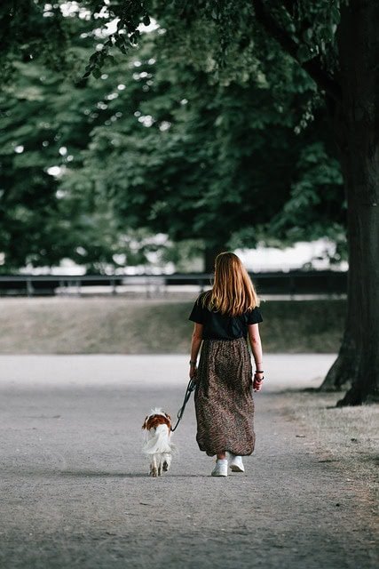 Dog in France