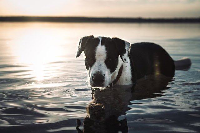 Dog in a lake