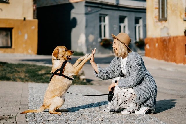 EU animal health certifiate costs