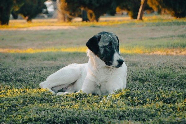 Canine companion
