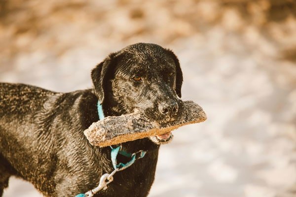 Dog food on your checklist