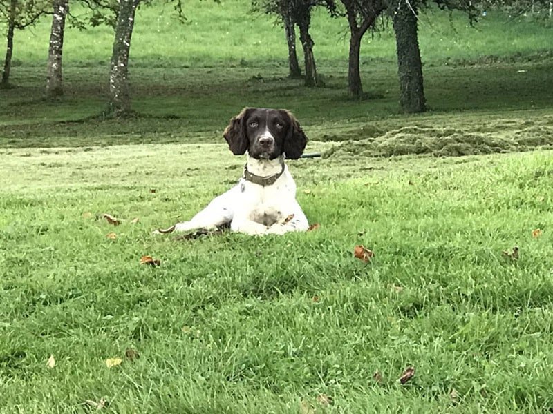 dog friendly gite dordogne