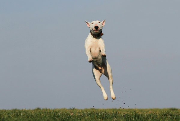 Dog Friendly Holidays