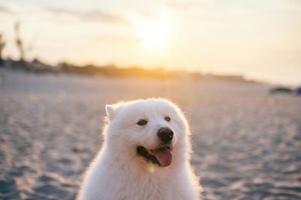 Dog holiday checklist