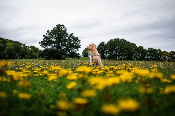 Dog hoilday gear checklist